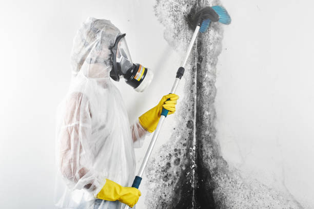 Best Biohazard Mold Removal  in Lus Valley Marinwood, CA