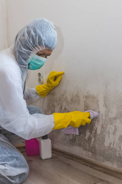 Forensic Mold Investigation in Lucas Valley Marinwood, CA