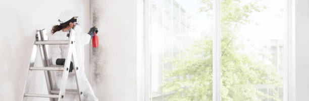 Best Environmental Consulting for Mold Prevention  in Lus Valley Marinwood, CA